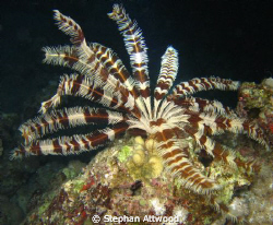 Feather star at night. by Stephan Attwood 